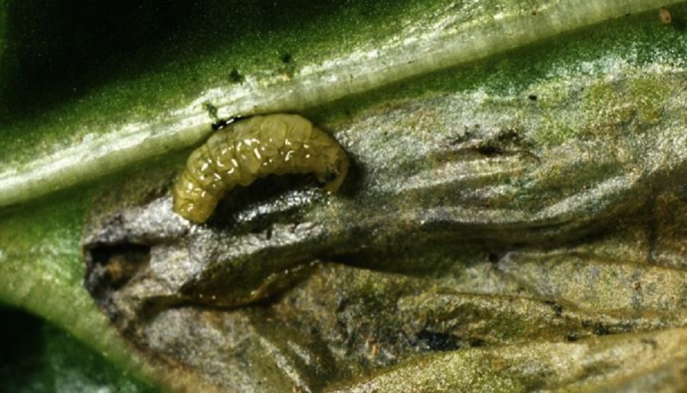 Beet leaf miner larva